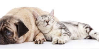 How to Find Pet Friendly Mobile Home Parks Pet friendly mobile home parks