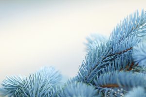 winter blue spruce