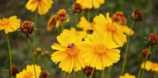 Six Low Maintenance Plants That Will Flourish in a Small Space Garden in Orlando Small Space Garden in Orlando