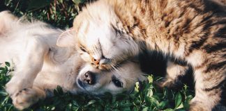 What You Need to Know About Pet Policy in Mobile Home Parks pet policy manufactured home communities