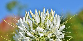 Six Plants That Flourish in a Small Space Garden in Phoenix Small Space Garden in Phoenix