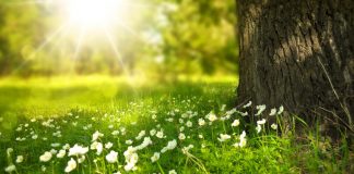 5 Ways to Bring the Outdoors Into Your Home Bring the outdoors in to your home - bring joy to your home space