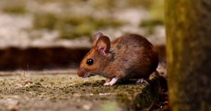 Pests Mouse Fall Mobile Home Checklist