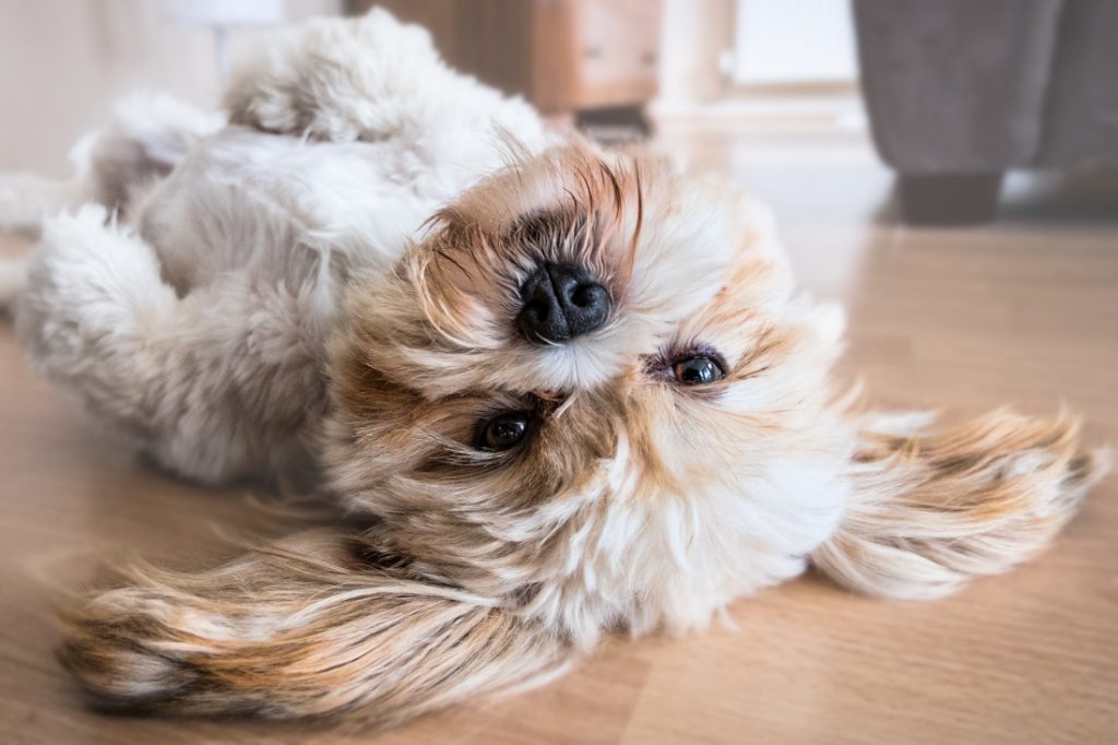 perfect florida retirement community pet friendly dog