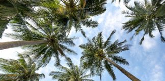 How to Find the Perfect Florida Retirement Community Sunny palms perfect florida retirement community