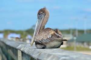 Pelican piere perfect florida retirement community