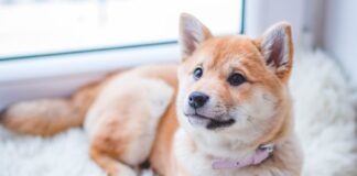 Tips For Pet-Proofing Your Mobile Home