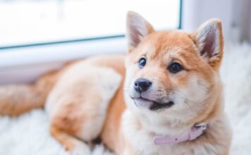 Tips For Pet-Proofing Your Mobile Home